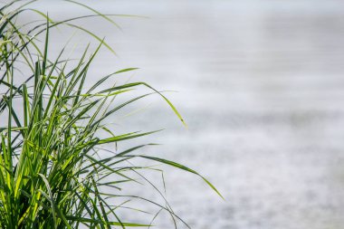 Yeşil çim su arka planı.