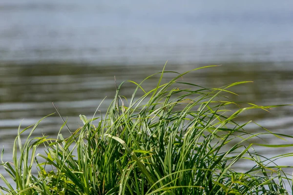 Yeşil çim su arka planı.