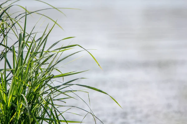 Yeşil çim su arka planı.