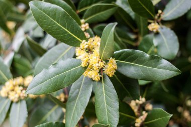 Defne ağacı çiçekleri.