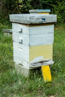 Ormanın içinde arı kovanı.