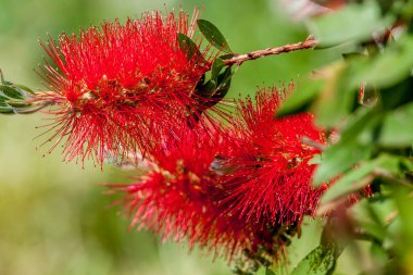 Callistemon çalılar Myrtaceae ailesindeki bir cinsidir