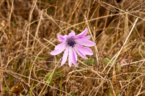 Flor Rosa Sobre Fondo Hierba Seca — Foto de Stock