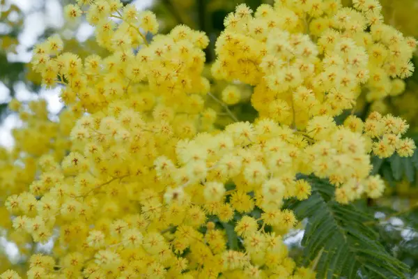 Bright Yellow Blooming Mimosa — Stock Photo, Image