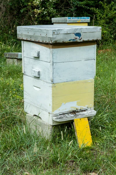 Пчелиный Улей Лесу — стоковое фото