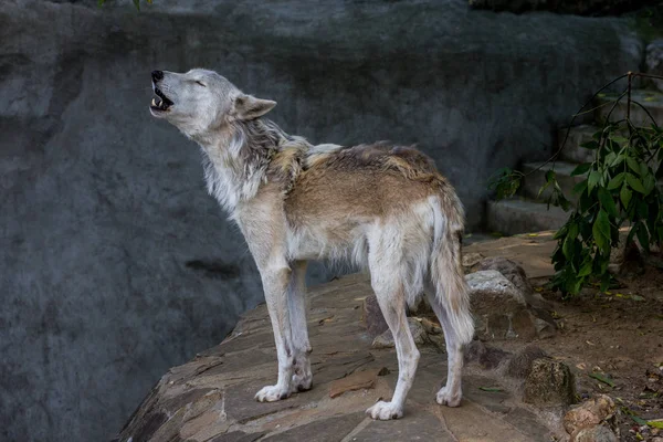 The Alaskan tundra wolf howls.