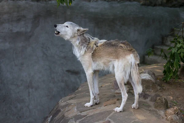 The Alaskan tundra wolf howls.