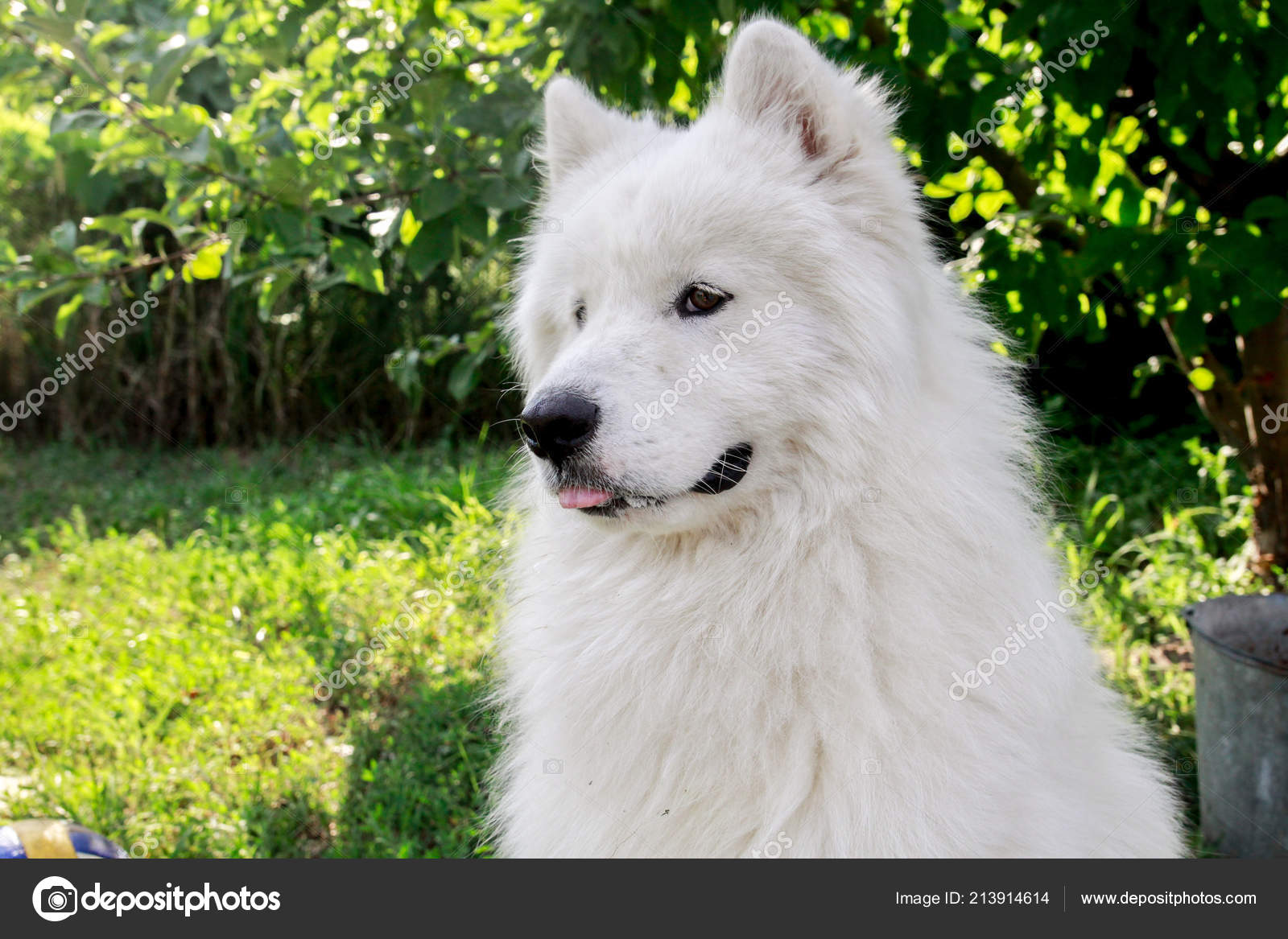 Ein Großer Weißer Hund Ist Ein Samojede Hund — Stockfoto © theatrenf