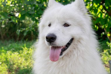 Büyük beyaz bir köpek Samoyed köpek olduğunu.