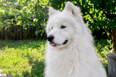 Büyük beyaz bir köpek Samoyed köpek olduğunu.