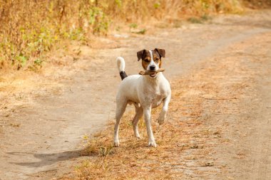 Parson Russell Terrier köpek.