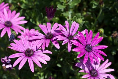 Yeşil yaprakları arasında mor çiçekler.