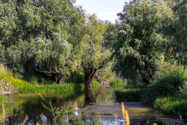 Vahşi bir orman içinde güzel bir göle.