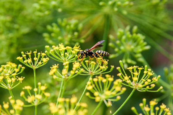 Wasp on dill flower.