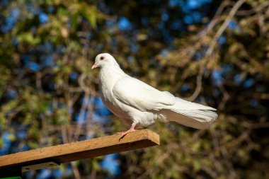 Yaprakları arka plan üzerinde beyaz güvercin.