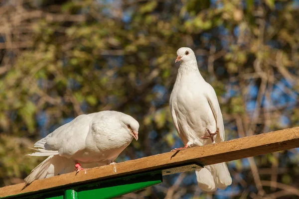 Two White Doves Background Leaves — Stock Photo, Image