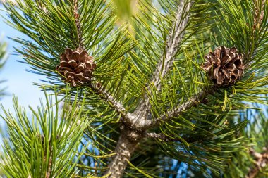 Dağlarda Alpin köknar ağacı.