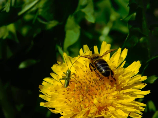 Small Grasshopper Bee Pollinate Dandelion — Stock Photo, Image