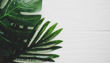 Ahşap beyaz bir arka plan üzerinde palmiye yaprakları