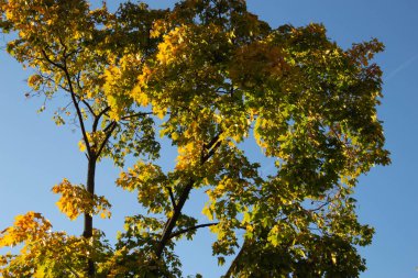 Güneşli bir sonbahar gününde mavi bir arka planda sarı ve yeşil yaprakları olan güzel bir ağaç.