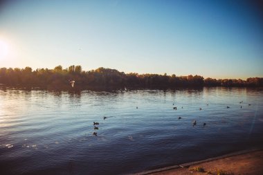 Güneşli bir sonbahar gününde ağaçların ve çimlerin arkasında güzel bir nehir.