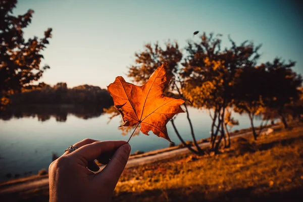 太陽と美しい秋の木々の背景に女性の手に黄色の葉 — ストック写真