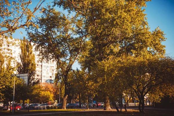 Güneşli bir günde gökyüzünün arka planında sarı ve yeşil sonbahar ağaçları