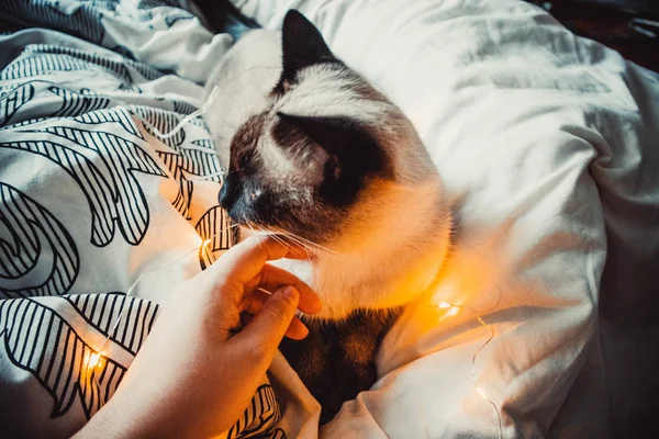 Kat Een Bloemenslinger Een Warme Zachte Deken Een Gezellig Huis — Stockfoto