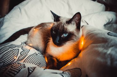 Sıcak ve yumuşak bir battaniyenin üzerinde mavi gözlü Siyam kedisi.