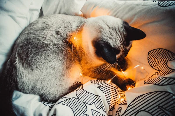 Siamese Kat Een Bloemenslinger Een Warme Zachte Deken Een Gezellig — Stockfoto