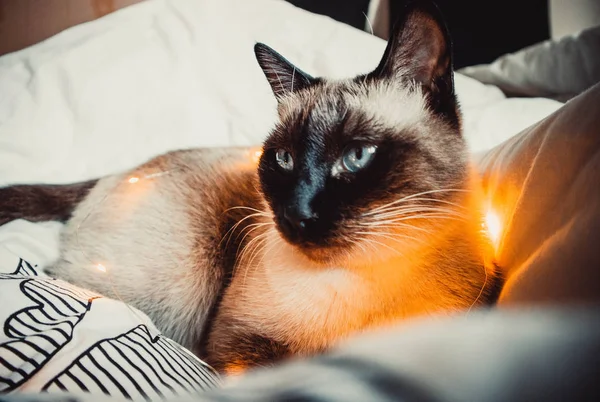 Siamese Kat Een Bloemenslinger Een Warme Zachte Deken Een Gezellig — Stockfoto