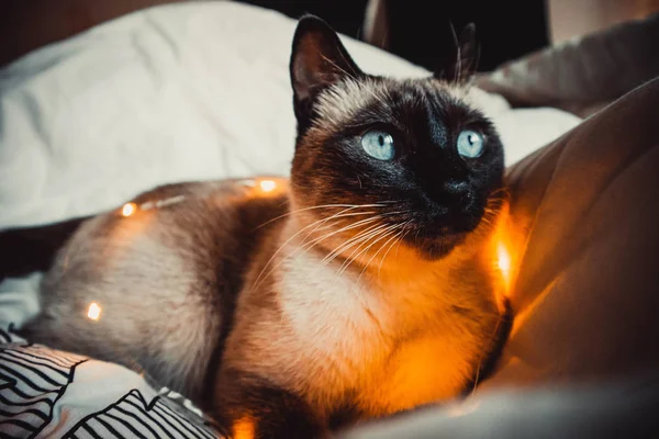 Gato Siamés Con Ojos Azules Una Guirnalda Sobre Una Manta — Foto de Stock