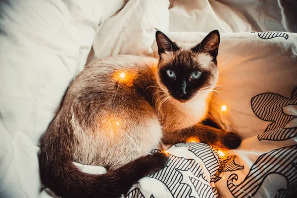 Chat Siamois Aux Yeux Bleus Dans Une Guirlande Sur Une — Photo