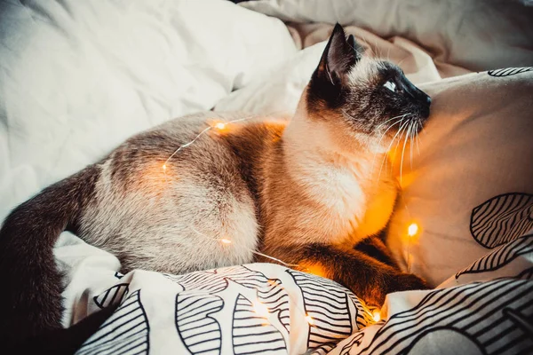 Gato Siamês Com Olhos Azuis Uma Grinalda Cobertor Quente Macio — Fotografia de Stock