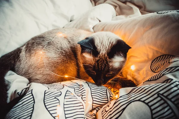 Siamese Cat Blue Eyes Garland Warm Soft Blanket Cozy Home — Stock Photo, Image