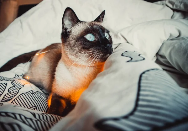 Siamese Kat Met Blauwe Ogen Een Bloemenslinger Een Warme Zachte — Stockfoto