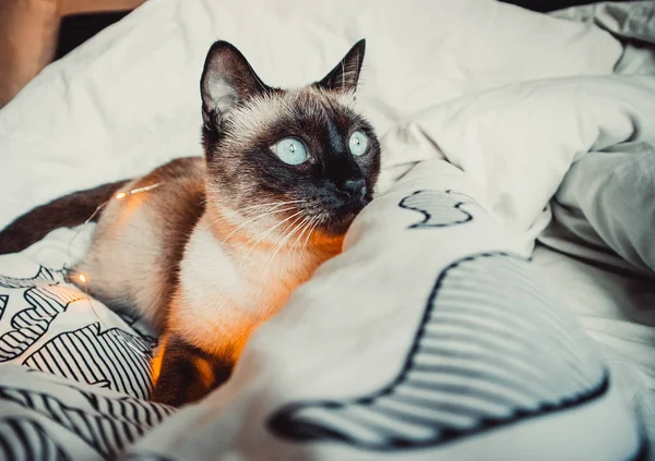 Siamská Kočka Modrýma Očima Věnci Teplé Měkké Přikrývce Útulném Domově — Stock fotografie
