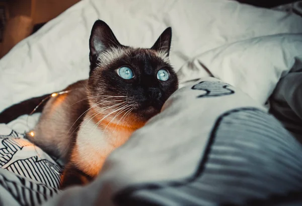 Chat Siamois Aux Yeux Bleus Dans Une Guirlande Sur Une — Photo