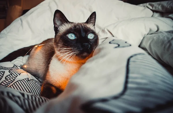 Gato Siamês Com Olhos Azuis Uma Grinalda Cobertor Quente Macio — Fotografia de Stock