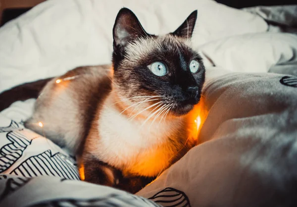 Siamese Kat Met Blauwe Ogen Een Bloemenslinger Een Warme Zachte — Stockfoto