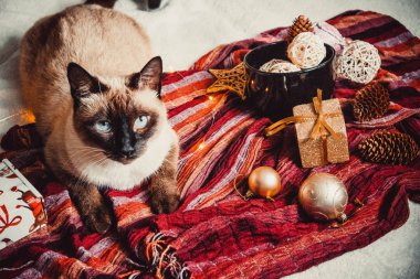 Sıcak ve yumuşak bir ekosenin arka planında Noel süslemeleri olan siyam kedisi