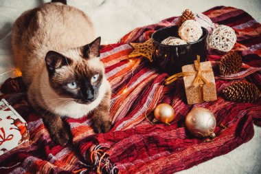 Sıcak ve yumuşak bir ekosenin arka planında Noel süslemeleri olan siyam kedisi