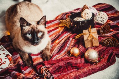 Sıcak ve yumuşak bir ekosenin arka planında Noel süslemeleri olan siyam kedisi
