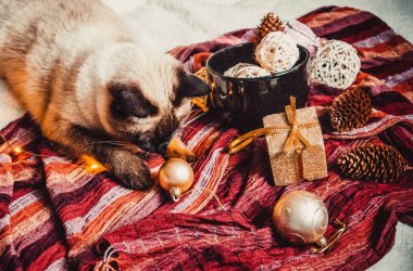 Sıcak ve yumuşak bir ekosenin arka planında Noel süslemeleri olan siyam kedisi