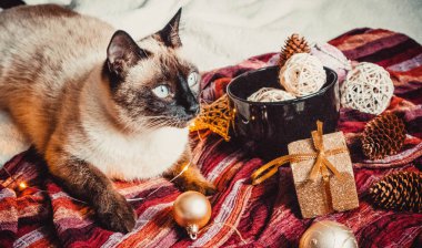 Sıcak ve yumuşak bir ekosenin arka planında Noel süslemeleri olan siyam kedisi