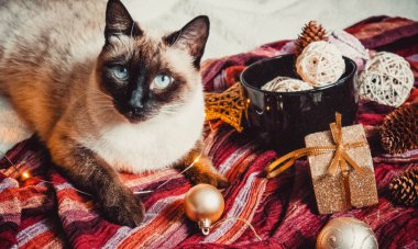Büyük siyah bir fincanda Noel süslemeleri ve arka planda sıcak ve yumuşak bir ekoseli Siyam kedisi.