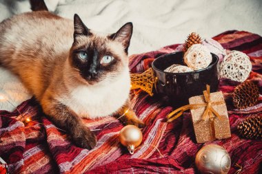 Sıcak ve yumuşak bir ekosenin arka planında Noel süslemeleri olan siyam kedisi