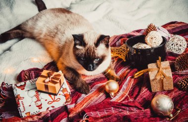Sıcak ve yumuşak bir ekosenin arka planında Noel süslemeleri olan siyam kedisi
