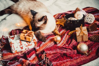 Sıcak ve yumuşak bir ekosenin arka planında Noel süslemeleri olan siyam kedisi