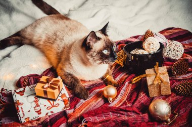 Büyük siyah bir fincanda Noel süslemeleri ve arka planda sıcak ve yumuşak bir ekoseli Siyam kedisi.